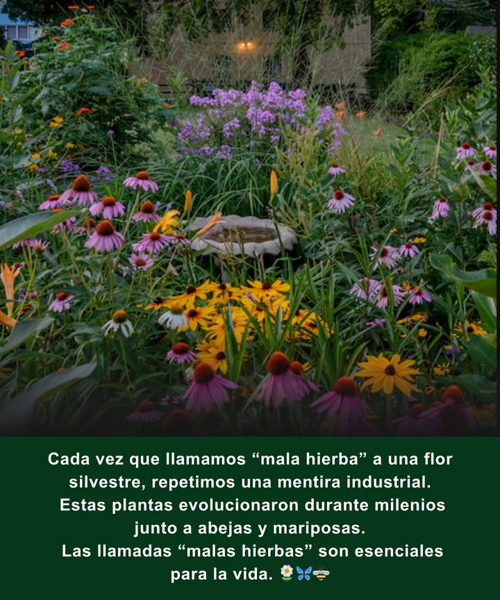 Al cortar, fumigar o arrancarlas, apagamos el canto de las aves, dejamos sin alimento a las abejas y debilitamos a las mariposas.
 Diente de león  néctar temprano para las abejas en primavera 
 Algodoncillo  planta vital para las orugas de la monarca 曆
 Vara de oro  néctar de fin de temporada para mariposas migratorias y abejas nativas 
 Trébol  alimento para polinizadores y enriquecedor del suelo 
 Cardo  semillas esenciales para los jilgueros y néctar para mariposas 
 Ásteres  flores otoñales que alimentan a monarcas migratorias y abejas nativas 

 Deja crecer las flores silvestres: no son malas hierbas, son los hilos que sostienen la vida.