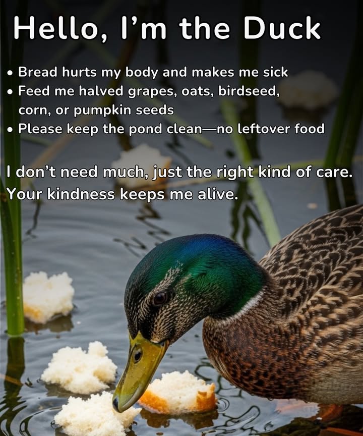 Next time you visit, skip the bread!  It can harm ducks, causing malnutrition and deformities. Instead, bring halved grapes, oats, cracked corn, or pumpkin seedssmall swaps that save lives! 閭 Healthy food keeps wildlife thriving and ecosystems clean.