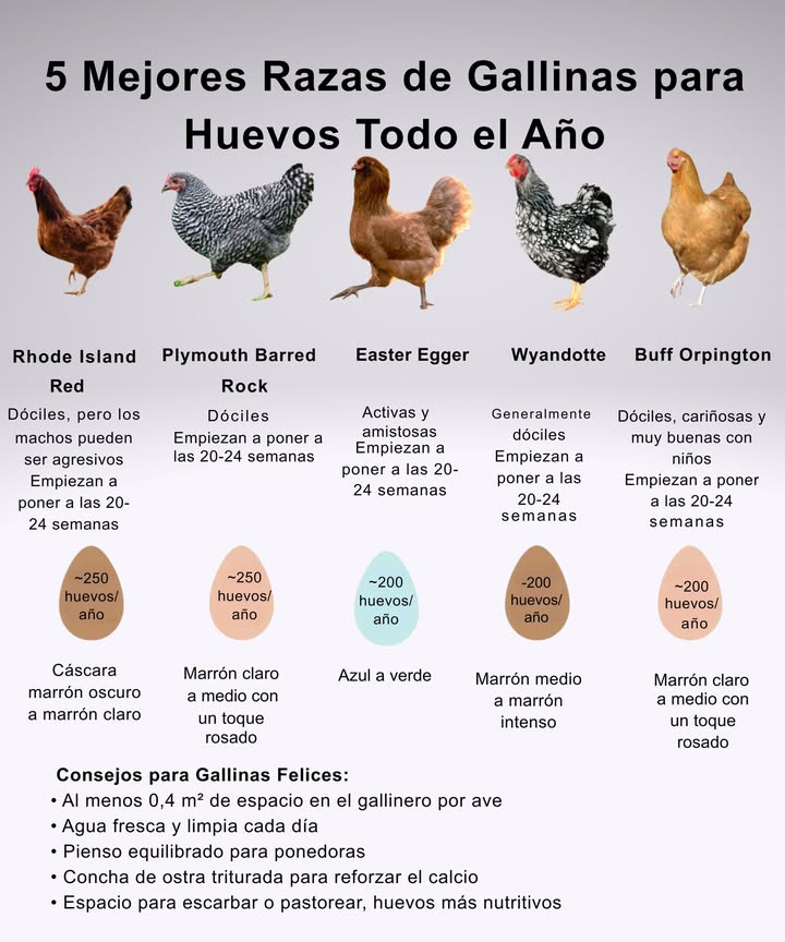 5 Mejores Razas de Gallinas para Huevos Todo el Año

 Leghorn: incansable y muy productiva
 Rhode Island Red: fuerte y adaptable
 Sussex: dócil y excelente ponedora
 Australorp: famosa por su récord de postura
 Plymouth Rock: rústica y confiable en cualquier clima

 Consejos para Gallinas Felices:
 Al menos 0,4 m de espacio en el gallinero por ave
 Agua fresca y limpia cada día
 Pienso equilibrado para ponedoras
 Concha de ostra triturada para reforzar el calcio
 Espacio para escarbar o pastorear, huevos más nutritivos

 Con buenos cuidados, tu gallinero será fuente constante de huevos frescos y vitalidad para el huerto.
