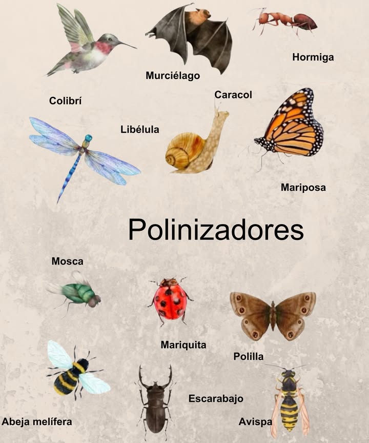 Pequeños héroes de la naturaleza: 12 polinizadores sorprendentes! 曆

 Conoce a los polinizadores:
 Colibrí  Vitales en América, atraídos por flores brillantes.
 Murciélago  Polinizan flores nocturnas como el agave.
 Hormiga  Dispersan polen al caminar sobre las flores.
 Libélula  Transportan polen al posarse en plantas.
 Caracol  Polinizan en ambientes húmedos.
 Mariposa  Succionan néctar y recogen polen.

 Otros aliados del jardín:
 Mosca  Eficaces en climas frescos.
 Mariquita  Rozan el polen al alimentarse.
 Polilla  Polinizan flores pálidas nocturnas.
 Abeja  Clave para 1 de cada 3 alimentos.
 Escarabajo  Aman las flores de olor fuerte.
 Avispa  Polinizan plantas como la higuera.

 Por qué es importante:
Los polinizadores sostienen la biodiversidad y la seguridad alimentaria. Cada visita de una mariposa o zumbido de una mosca fortalece la red de la vida.