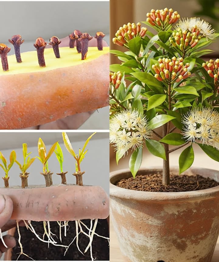 Grow Your Own Clove Tree at Home 

1 Select healthy whole cloves and ensure they are not broken or powdered.
2 Place the cloves into a piece of moist potato or similar medium to encourage rooting.
3 Keep the setup in a warm and bright spot, avoiding direct harsh sunlight.
4 Once roots and shoots appear, transfer the young plants carefully into soil.
5 Use a deep pot with good drainage and rich, well-aerated soil.
6 Water moderately, keeping the soil slightly moist but never waterlogged.
7 Allow steady growth and provide protection from extreme cold.