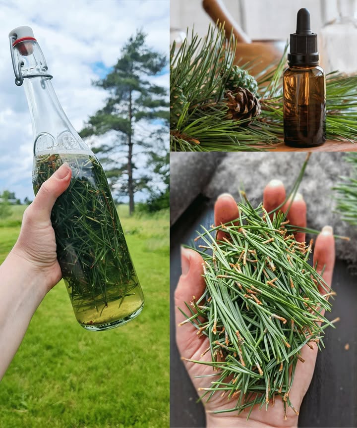 El poder de las agujas de pino
30 beneficios y usos caseros que transforman salud y hogar 

Los pinos abundan en la naturaleza, pero pocos saben que sus agujas son un auténtico tesoro: cargadas de vitamina C, antioxidantes, aceites naturales y propiedades curativas que durante siglos se han usado como alimento, medicina y remedio casero.

 30 beneficios de las agujas de pino

Refuerzan la inmunidad con su alto contenido en vitamina C

Antiinflamatorias naturales para músculos y articulaciones

Limpian las vías respiratorias y alivian la tos

Aumentan la energía y reducen la fatiga

Mejoran la circulación sanguínea

Protegen la salud del corazón

Desintoxican el organismo

Ricas en antioxidantes contra el envejecimiento prematuro

Fortalecen las encías y refrescan el aliento

Favorecen la digestión y alivian gases

Reducen estrés y ansiedad con su aroma fresco

Descongestionan la nariz y los senos nasales

Mejoran concentración y memoria

Aceleran la recuperación tras enfermedades

Apoyan la función renal

Calman irritaciones cutáneas

Ayudan en infecciones urinarias leves

Actúan como repelente natural de insectos

Apoyan la salud del hígado

Fortalecen el cabello y estimulan su crecimiento

Alivian síntomas de artritis

Favorecen un sueño reparador

Limpian los pulmones de mucosidad

Purifican y aromatizan el aire del hogar

Ayudan en el control de peso

Cicatrizan heridas leves con su efecto antiséptico

Calman el dolor de garganta en infusión

Estimulan el metabolismo

Favorecen la absorción de calcio para huesos fuertes

Refuerzan la inmunidad general

 Usos caseros fáciles

 Té de agujas de pino
Un puñado fresco en agua hirviendo, reposar 10 min, colar y beber. Ideal para resfriados, digestión y garganta irritada.

 Inhalación de vapor
Agujas en agua caliente, cubrir cabeza con toalla e inhalar 5-10 min para despejar congestión.

 Aceite de pino
Agujas en aceite de oliva, macerar 3-4 semanas. Masajes para músculos y articulaciones.

 Baño relajante
Agujas en bolsa de tela dentro del agua de la bañera: calma piel y estrés.

 Limpiador natural
Agujas  vinagre, reposar 2-3 semanas. Limpiador ecológico y desodorante.

 Enjuague capilar
Decocción de agujas hervidas 15 min. Aporta brillo y fortaleza al cabello.

 Bolsitas aromáticas
Agujas secas en bolsitas de tela para armarios, cajones y almohadas. Aroma fresco y antiinsectos.

 Repelente de humo
Agujas secas al fuego o incienso. Ahorra repelente químico y aleja mosquitos.

 Reflexión natural
Las agujas de pino no son desecho: son medicina, cuidado personal y limpieza ecológica en un solo recurso. Con pequeños gestos, puedes transformar lo cotidiano en salud y bienestar.

 Nota importante
No todas las especies de pino son seguras. Evita el tejo tóxico y consulta con un profesional si estás embarazada, amamantando o tienes condiciones médicas específicas.