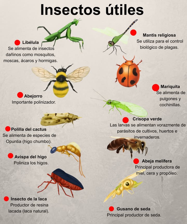 者 Insectos útiles en el jardín y en la agricultura 

Un ecosistema saludable también depende de la presencia de insectos beneficiosos. Estos pequeños aliados desempeñan un papel esencial en el control biológico de plagas y en la polinización de las plantas.

 Libélula  Se alimenta de insectos dañinos como mosquitos, moscas y ácaros.
 Mantis religiosa  Depredadora eficaz para el control natural de plagas.
 Abejorro  Polinizador fundamental para muchos cultivos.
 Mariquita  Se alimenta de pulgones y cochinillas.
 Crisopa verde  Sus larvas eliminan numerosas plagas en huertos e invernaderos.
 Polilla del cactus  Se alimenta de las opuntias.
 Avispa del higo  Poliniza los higos.
 Abeja melífera  Produce miel, cera y propóleo.
 Insecto de la laca  Fuente natural de resina lacada.
 Gusano de seda  Productor principal de la seda.

 Fomentar la biodiversidad ayuda a proteger el medio ambiente y a mantener cultivos más equilibrados y resistentes.
