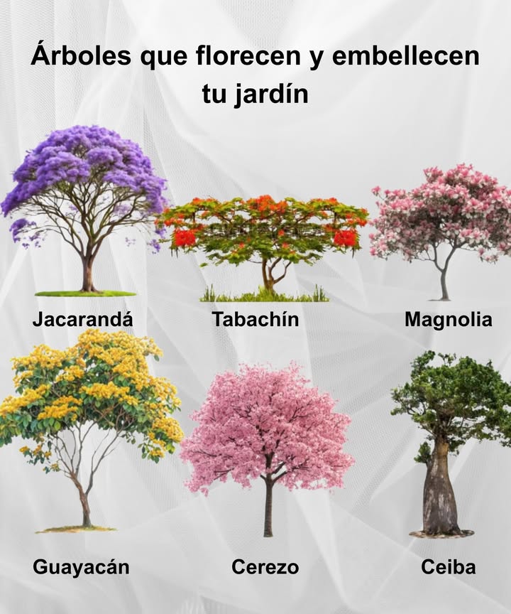 Árboles que florecen y embellecen tu jardín 

 Jacarandá  Esplendor en tonos violetas
 Tabachín  Ramilletes intensos de rojo y naranja
 Magnolia  Flores grandes y fragantes
 Guayacán  Amarillo brillante que ilumina el paisaje
 Cerezo  Símbolo de belleza y renovación
 Ceiba  Majestuosa y ancestral, llena de vida

 Colores y formas que transforman cualquier espacio en un paraíso natural.