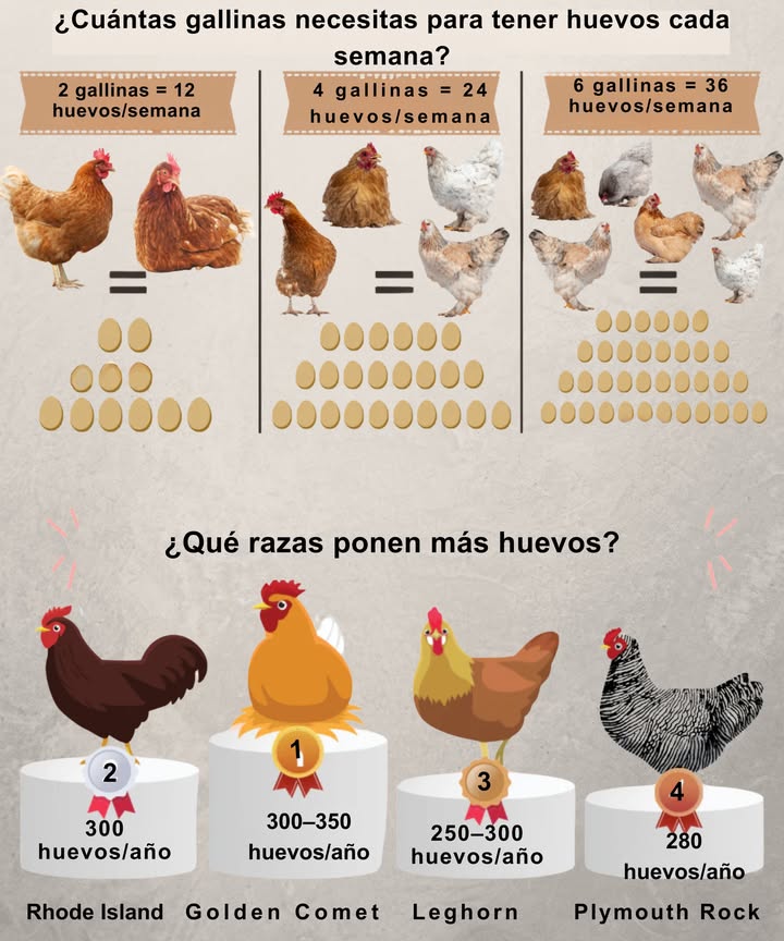 Un grupo de 2 a 6 gallinas puede cubrir las necesidades semanales de huevos de una familia! 讀

Razas de alta producción como la Golden Comet y la Rhode Island Red ponen entre 5 y 6 huevos por semana con los cuidados adecuados. Para obtener los mejores resultados, asegúrate de que tengan:
 Alimento de calidad
 Agua fresca a diario
 Nidales limpios
 Espacio para moverse