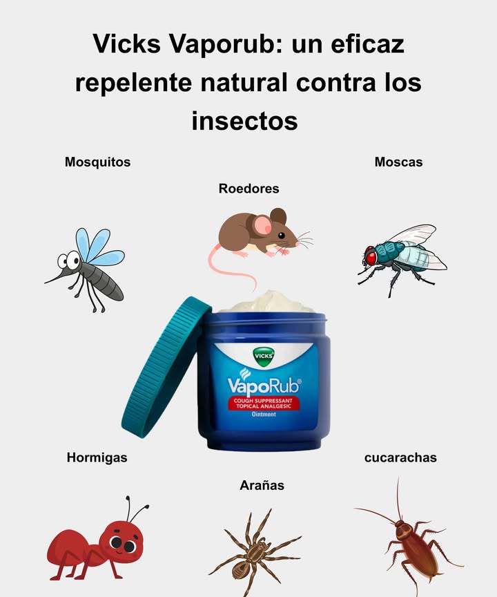 Vicks Vaporub: un eficaz repelente natural contra los insectos   

烈 Mosquitos  
Aplica en los tobillos, muñecas y detrás de las orejas. Coloca un frasco abierto debajo de la cama o cerca de las ventanas para potenciar su efecto.  
練 Moscas  
Pon un poco de Vicks en un paño cerca de zonas sensibles. Opción vapor: diluye en un tazón con agua caliente para esparcir su aroma repelente.  
 Hormigas  
Dibuja una barrera en los bordes de las ventanas, grietas o alrededor de alimentos para interrumpir su camino.  
 Arañas y cucarachas  
Coloca una pequeña cantidad de pomada en rincones oscuros, debajo de los muebles o cerca de los zócalos.  
 Roedores  
Aplica alrededor de conductos, armarios y puntos de entrada. El olor a menta actúa como un potente repelente.  

 Un remedio sencillo, económico y sin productos químicos para mantener tu hogar naturalmente protegido.