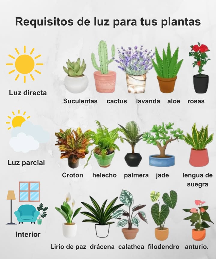 Requisitos de luz para tus plantas 

No estás seguro de dónde colocar cada planta? Aquí tienes una guía rápida:

 Luz directa: Suculentas, cactus, lavanda, aloe y rosas.
 Luz parcial: Croton, helecho, palmera, jade y lengua de suegra.
 Interior: Lirio de paz, drácena, calathea, filodendro y anturio.

 Colócalas en el lugar adecuado y disfruta de un jardín saludable y vibrante. 

#Jardinería #Plantas