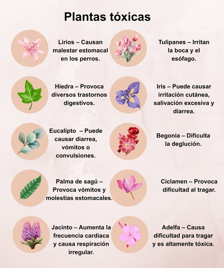 Plantas tóxicas más comunes en el hogar

 Lirios  causan malestar estomacal en los perros.
 Tulipanes  irritan la boca y el esófago.
 Hiedra  provoca trastornos digestivos.
 Iris  produce irritación cutánea y diarrea.
 Eucalipto  puede causar vómitos o convulsiones.
 Begonia  dificulta la deglución.
 Palma de sagú  provoca molestias estomacales.
 Ciclamen  genera dificultad al tragar.
 Jacinto  altera la frecuencia cardíaca y la respiración.
 Adelfa  altamente tóxica, puede causar problemas graves.

 Mantén estas plantas fuera del alcance de niños y mascotas.