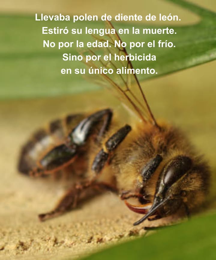 Esta es una abeja melífera muerta por herbicida. El polen en sus patas proviene de los dientes de león.
Su lengua quedó afuera, una señal típica de envenenamiento por pesticidas.

A comienzos de la primavera, los dientes de león, las flores silvestres y los frutales son las únicas fuentes de alimento para las abejas hasta mediados de junio. Sin embargo, muchas mueren cuando se fumigan los céspedes para eliminar malezas.

No fumigues hasta después de la floración de las moras. Lo que llamamos malezas, las abejas lo llaman supervivencia. Y sin abejas, nuestros cultivos alimentarios desaparecen y nosotros también.