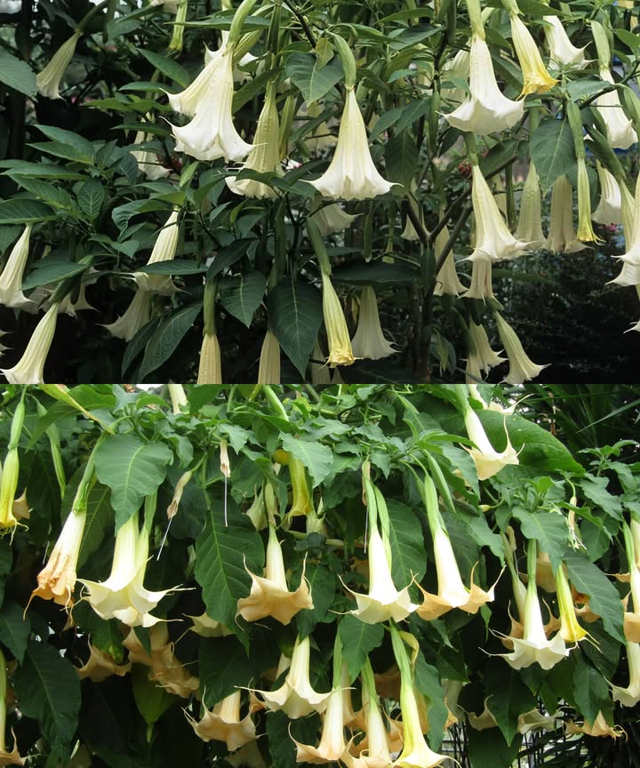 El borrachero: la flor maravillosa y peligrosa de la naturaleza 

El borrachero Brugmansia arborea es una de esas maravillas que parecen salidas de un sueño, con sus majestuosas flores en forma de trompeta. 
Cuelgan delicadamente y desprenden un aroma dulce y envolvente, sobre todo por la noche. Es un árbol ornamental que embellece los jardines y despierta la curiosidad de quien lo contempla, como un misterioso regalo de la naturaleza. 

Pero detrás de su belleza se esconde un gran peligro. 
Todas sus partes contienen alcaloides muy potentes, usados en antiguos rituales, pero que hoy representan un grave riesgo para la salud. 
El simple contacto o una mínima ingestión pueden causar alucinaciones, desmayos e incluso la muerte.
Su encanto es embriagador, pero también una advertencia poderosa: no es una planta para experimentar ni manipular sin conocimiento.

El borrachero es el ejemplo perfecto de la dualidad de la naturaleza. 
Fascinante y temido a la vez, un secreto que cautiva desde lejos, pero que debe respetarse con cautela.
Admíralo, sí pero jamás lo toques.

 Recomendaciones importantes:
 No consumir ninguna parte de la planta. 
 Evita que niños y mascotas jueguen cerca. 
 Si la tienes en tu jardín, úsala siempre con guantes. 理
 No emplees sus flores, hojas o semillas con fines domésticos o medicinales. 
 En caso de intoxicación, acude de inmediato a urgencias.