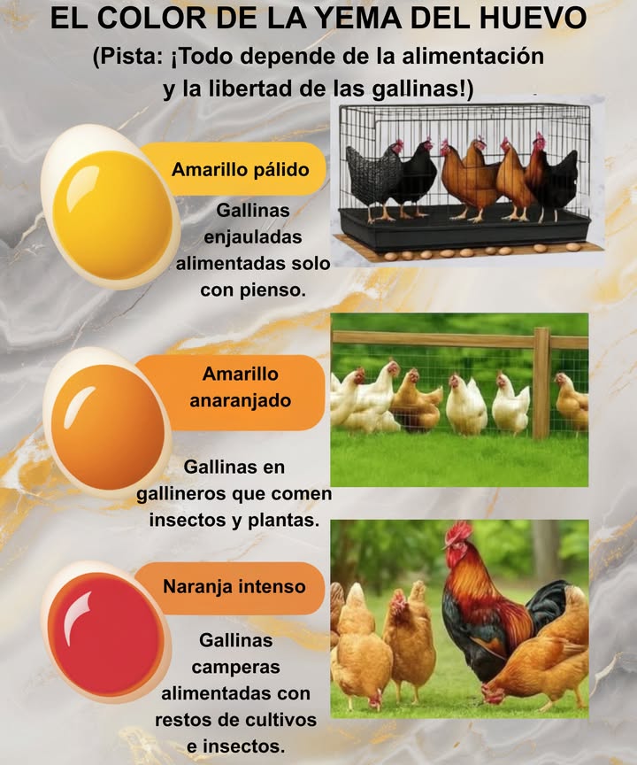 讀 El color de la yema revela la historia del huevo 

 Amarillo pálido: gallinas enjauladas, alimento procesado = menos nutrientes
 Amarillo anaranjado: criadas en gallinero, dieta variada de plantas e insectos = yemas nutritivas
 Naranja intenso: gallinas libres, alimentación natural = ricas en Omega-3 y vitaminas  el estándar de oro

El tono de la yema refleja la salud de la gallina. Cuanto más naranja, más nutritivo el huevo 
#GallinasFelices  #HuevosNutritivos