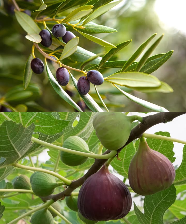 Por Qué Plantar Higos Junto a Olivos

 Un antiguo truco agrícola revela el secreto: el higo protege la aceituna 

 La mosca del olivo, una de las plagas más dañinas, se siente irresistiblemente atraída por el aroma dulce de los higos.

 Al acercarse y tocar la fruta del higo, el insecto muere  el jugo del higo actúa como una trampa letal natural.

 La solución tradicional: plantar una higuera cada cuatro olivos para mantener la plaga bajo control.

 Sin pesticidas, sin químicos. Solo el poder de la naturaleza protegiendo tu cosecha de forma orgánica, sostenible y ancestral.
