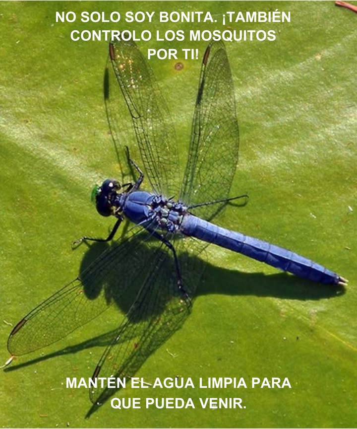 栗 Libellulidae: La libélula  
 Elegantes voladoras y cazadoras incansables de mosquitos  
 Símbolos de humedales saludables y vibrantes  

 Beneficios  
 Control natural de mosquitos e insectos pequeños  
 Fomento de la biodiversidad y equilibrio del ecosistema  

 Consejo  
Asegúrate de mantener limpios los estanques y planta vegetación acuática para atraerlas 覆  

#Biodiversidad #Libélulas #JardínNatural
