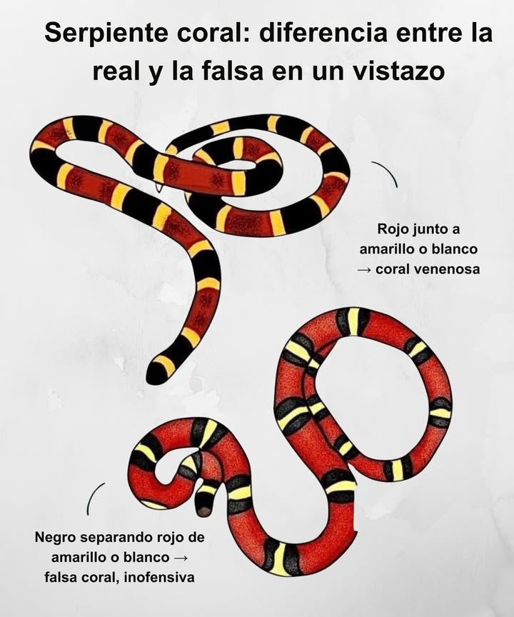 Serpiente coral: diferencia entre la real y la falsa en un vistazo

 Rojo junto a amarillo o blanco  coral venenosa
 Negro separando rojo de amarillo o blanco  falsa coral, inofensiva

 Los colores hablan
 Rojo  Amarillo = peligro
 Rojo  Negro  Amarillo = tranquilidad

易 Una mirada atenta evita riesgos
 La naturaleza imita, pero el ojo entrenado marca la diferencia