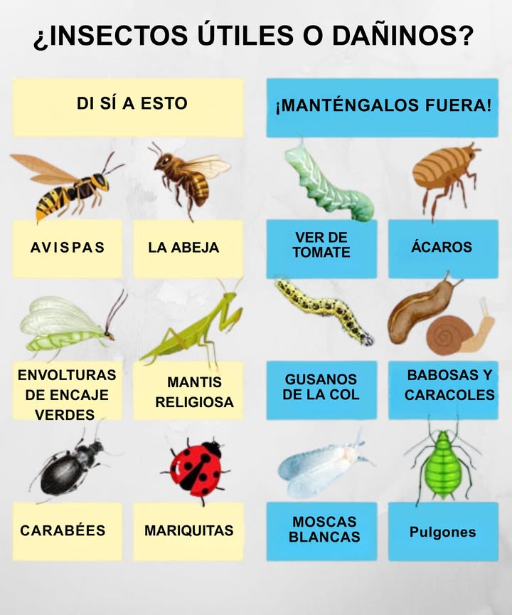 No todos los insectos son dañinos: aliados y enemigos en tu jardín 

 Aliados imprescindibles:

Abejas: polinizadores clave para frutas y verduras abundantes.

Avispas parásitas: controlan plagas como orugas y pulgones.

Crisantemos verdes y mantis religiosas: devoran pulgones y orugas.

Escarabajos terrestres y mariquitas: depredadores naturales de pulgones y babosas.

 Plagas a mantener alejadas:

Gusanos del tomate y de la col: destruyen hojas y cultivos.

Ácaros: causan amarillamiento y debilitan plantas.

Babosas y caracoles: dañan plántulas y verduras de hoja.

Moscas blancas y pulgones: chupan savia y propagan enfermedades.

 Consejo pro: atrae insectos benéficos con flores como caléndulas, eneldo y lavanda. Complementa con siembra estratégica y control biológico. Jardín saludable y equilibrado!