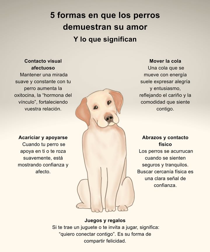 5 formas en que los perros muestran su amor

 Contacto visual afectuoso
Una mirada suave y constante libera oxitocina, fortaleciendo el vínculo y la confianza mutua.

 Mover la cola
Una cola que se agita con energía expresa alegría, entusiasmo y bienestar contigo.

 Acariciar y apoyarse
Cuando se apoya o te roza suavemente, demuestra afecto y seguridad a tu lado.

珞 Abrazos y contacto físico
Acurrucarse o buscar cercanía física refleja que se siente protegido y tranquilo contigo.

 Juegos y regalos
Si te trae su juguete o te invita a jugar, es su manera de decir te quiero y compartir felicidad.