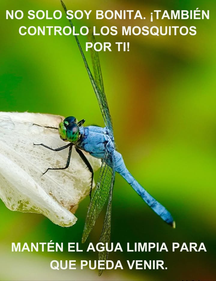 栗 Libellulidae: La libélula
 Voladoras elegantes y cazadoras incansables de mosquitos
 Emblemas de humedales sanos y llenos de vida

 Beneficios
 Control natural de mosquitos e insectos pequeños
 Impulso a la biodiversidad y equilibrio del ecosistema

 Consejo
Mantén los estanques limpios y planta vegetación acuática para atraerlas 覆

#Biodiversidad #Libélulas #JardínNatural