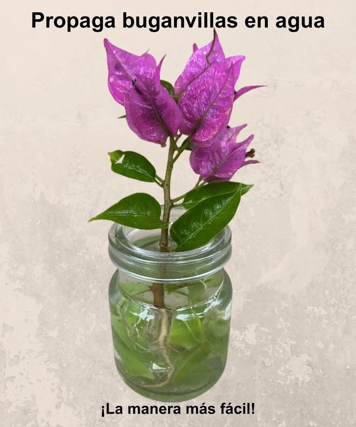 Propaga buganvilla en agua  La manera fácil! 

Toma esquejes sanos de 1520 cm con al menos 2 nudos.

Colócalos en un vaso con agua, manteniendo los nudos sumergidos.

Cambia el agua cada 23 días para mantenerla fresca.

Las raíces aparecerán en pocas semanas!

Cuando midan 510 cm, trasplanta en tierra ligera y bien drenada.

Mantén la planta en luz indirecta hasta que se establezca.