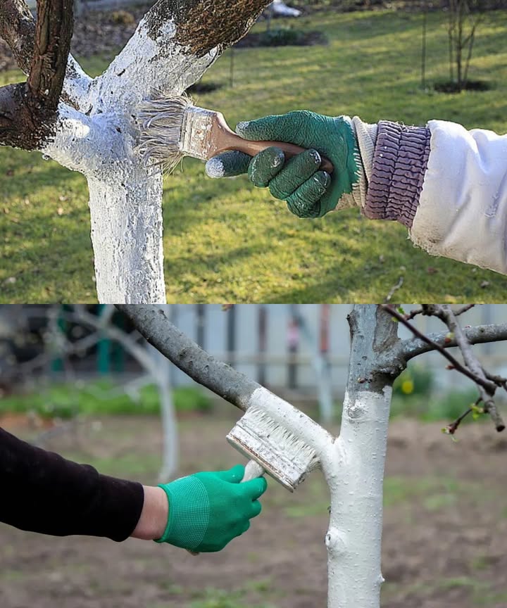 El truco más eficaz y económico para proteger los frutales jóvenes en invierno

El encalado invernal no es solo una costumbre antigua: es una defensa real contra las heladas, el sol y las grietas del tronco. Una simple capa blanca puede salvar años de crecimiento en tus árboles.

1 Por qué encalar
En los días soleados, el tronco se calienta y la savia sube; de noche, las heladas la congelan.
El resultado: grietas verticales y heridas profundas.
La pintura blanca refleja el sol y estabiliza la temperatura, evitando daños.

2 Cuándo hacerlo
El mejor momento es entre diciembre y enero, cuando:
 El árbol está en reposo vegetativo.
 El tronco está seco.
 No se esperan lluvias ni nieve en 1-2 días.
Si la capa se desgasta, repite en febrero, cuando las variaciones térmicas son más fuertes.

3 Árboles que más lo necesitan
 Manzanos jóvenes sobre portainjertos débiles
 Ciruelos, cerezos y albaricoqueros
 Melocotoneros y árboles ornamentales de corteza lisa
Los jóvenes son los más vulnerables, ya que su corteza aún no se ha endurecido.

4 Cómo preparar y aplicar la pintura
 Leche de cal tradicional: cal apagada  agua textura líquida, tipo nata.
 Pinturas hortícolas listas: más duraderas, con mejor adherencia.
 Minerales ecológicos: resistentes a la lluvia y con efecto antifúngico.
 Nunca uses pintura doméstica, puede dañar la madera viva.

Aplicación paso a paso:
1 Limpia la corteza con un cepillo suave.
2 Aplica la pintura desde la base hasta la primera rama 1,21,5 m.
3 En zonas con conejos o ciervos, cubre también las ramas bajas.

5 Errores comunes
 Pintar con frío o sobre un tronco húmedo.
 Usar una mezcla demasiado aguada.
 Dejar la tarea para marzo.
 Omitir los árboles jóvenes.

6 Alternativas al encalado
Si el viento o la lluvia son un problema, puedes usar:
 Protectores blancos en espiral.
淋 Envoltura de yute o tela no tejida.
 Puños de cartón brillante.
Cumplen la misma función: reflejan el sol y estabilizan el tronco.

 Beneficios adicionales
 Menos grietas y heridas.
 Menor refugio para plagas y hongos.
 Brotes más fuertes en primavera.

Resultado: frutales jóvenes sin grietas, sin hongos y listos para florecer con vigor en la nueva temporada.
