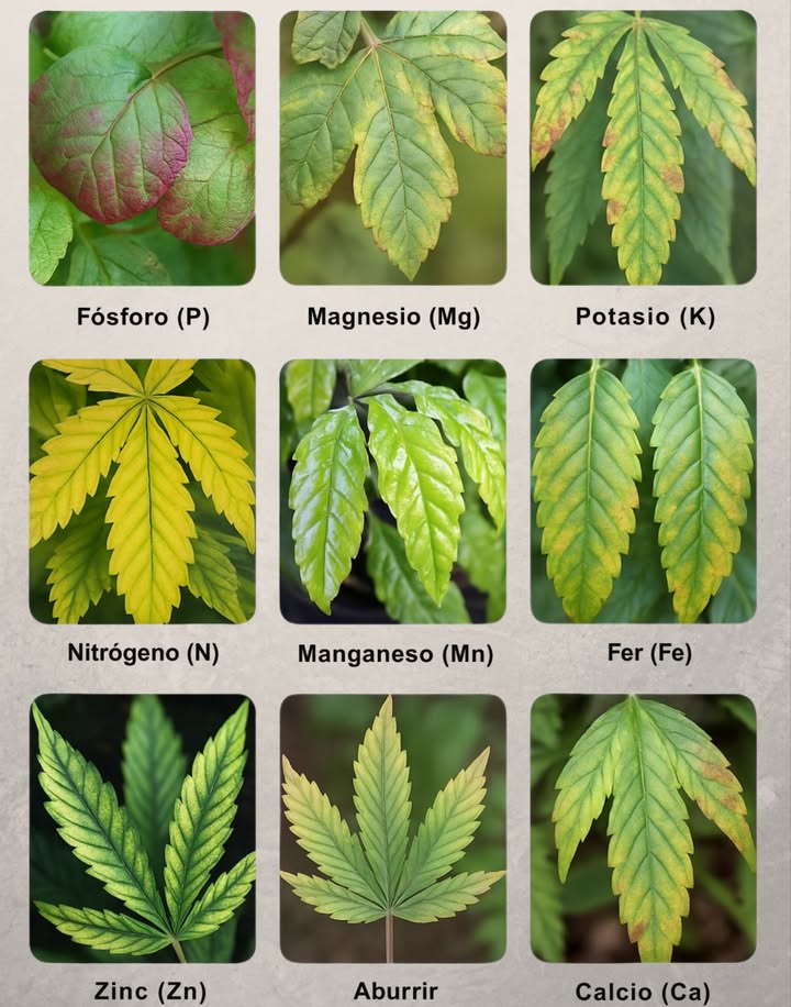 Guía para Identificar Deficiencias Nutricionales en Plantas 
Las hojas revelan la salud de tus plantas. Cambios en color, forma o textura pueden señalar una carencia nutricional. Usa esta guía rápida para detectar el problema según los síntomas:

 Deficiencias Comunes:

1 Fósforo P
 Hojas con tonos rojizos o morados
 Crecimiento lento o atrofiado

2 Magnesio Mg
 Amarilleo entre las venas de hojas viejas
 Manchas irregulares

3 Potasio K
 Bordes marrones o quemados
 Pérdida de vigor

4 Nitrógeno N
 Amarillamiento general, especialmente en hojas inferiores
 Crecimiento débil

5 Manganeso Mn
 Amarillo con manchas oscuras entre las venas
 Afecta hojas jóvenes

6 Hierro Fe
 Hojas nuevas amarillas con venas verdes
 Aparece en la parte superior

7 Zinc Zn
 Hojas pequeñas y deformadas
 Amarillamiento entre venas

8 Boro B
 Crecimiento irregular, puntas negras o secas
 Deformación en hojas jóvenes

9 Calcio Ca
 Bordes amarillos o marrones en hojas nuevas
 Brotes deformados o atrofiados

 Cómo Resolverlo:

 Fertilización equilibrada con microelementos
 Mejorar el pH del suelo para facilitar la absorción
 Mantener riego constante sin excesos ni carencias

 Recuerda: Observar tus plantas con frecuencia es clave. Un simple ajuste puede transformar su salud.