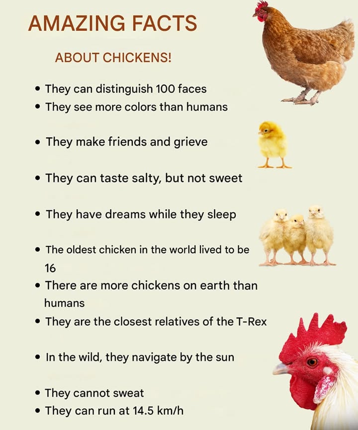 Chickens are far more extraordinary than they seem  intelligent, emotional, and deeply connected to nature:

 They can recognize up to 100 human faces
 Their color vision is more advanced than ours
 They form close social bonds and grieve when companions are lost
 They experience dreams during sleep
 They navigate using the position of the sun
 Theyre direct descendants of the mighty T-Rex
 They can run at speeds of 9 mph and live up to 16 years

A remarkable blend of instinct, emotion, and evolutionary brilliance.