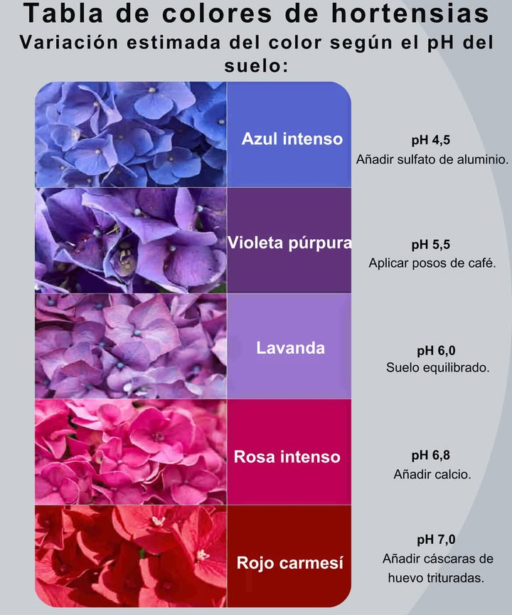 El pH del suelo lo cambia todo: de azules intensos a rojos brillantes.
 Suelos ácidos pH bajo: realzan tonos azules y violetas
 pH neutro: produce tonos lavanda suaves
 Suelos alcalinos pH alto: transforman las flores en rosadas o rojas
 Ajusta el color de forma natural con cáscaras de huevo o posos de café
 Elige el tono de flor deseado analizando y equilibrando el suelo del jardín

離 Cambia el suelo, cambia el colorsin necesidad de tintes