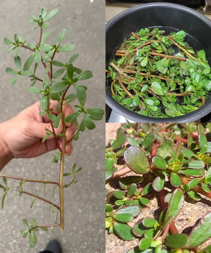 Verdolaga diaria: el súper alimento olvidado que transforma tu cuerpo 

 1. Corazón fuerte y saludable
Rica en omega-3 ALA, reduce inflamación, colesterol y protege contra enfermedades cardíacas y derrames.

 2. Piel radiante y joven
Vitaminas A y C para regenerar células, producir colágeno y mantener la piel firme y luminosa.

 3. Anti-inflamatoria y antioxidante
Vitaminas E, betacaroteno y glutatión combaten inflamación y previenen enfermedades crónicas.

 4. Visión nítida
Betacaroteno protege contra degeneración macular y mejora la salud ocular.

 5. Ayuda para perder peso
Baja en calorías, alta en fibra y agua; te mantiene saciado e hidratado todo el día.

 6. Huesos fuertes
Calcio, magnesio y potasio para densidad ósea y prevenir osteoporosis.

 7. Digestión óptima
Fibra y mucílago para un intestino saludable y evacuciones regulares.

 8. Controla azúcar en sangre
Mejora sensibilidad a la insulina, ideal para diabetes y regulación glucémica.

 9. Sistema inmunitario reforzado
Vitaminas C, A y zinc para defensa contra infecciones y enfermedades.

 10. Hidratación y electrolitos
90% agua  potasio, magnesio y sodio para mantener el balance hídrico corporal.

易 11. Cerebro activo y alerta
Omega-3 mejora memoria, concentración y protege contra enfermedades neurodegenerativas.

綾 Fácil de incorporar
Cruda en ensaladas, salteada con ajo y aceite, en batidos, sopas o guisos. Sabor ácido y fresco que potencia cualquier plato.

 Verdolaga: el superalimento silvestre que tu cuerpo agradecerá cada día.