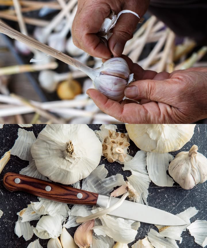 龍 Cáscaras de ajo: oro para tus plantas 

No tires las cáscaras de ajo: son un recurso natural lleno de beneficios. Ricas en azufre y fitoncidas, protegen tus plantas de bacterias y hongos, y actúan como repelente natural contra pulgones y ácaros.

 Formas de usar las cáscaras de ajo:

Mezcladas con la tierra de macetas para acelerar la absorción de nutrientes.

Esparcidas alrededor de plantas en el jardín como barrera natural contra plagas.

Hervidas para preparar un fertilizante líquido que fortalece raíces y hojas.

Aporta energía, protección y salud a flores y plantas ornamentales, mejorando la calidad del suelo y previniendo enfermedades. Tus plantas crecerán fuertes, sanas y llenas de vida, sin necesidad de químicos costosos.