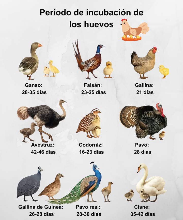 Períodos de incubación de los huevos más comunes

 Gallina: 21 días
 Codorniz: 16-23 días
 Faisán: 23-25 días
 Gallina de Guinea: 26-28 días
 Pavo: 28 días
 Pavo real: 28-30 días
 Ganso: 28-35 días
 Cisne: 35-42 días
 Avestruz: 42-46 días

襁 Cada especie tiene su propio ritmo de desarrollo. La temperatura y la humedad constantes son esenciales para una incubación exitosa.