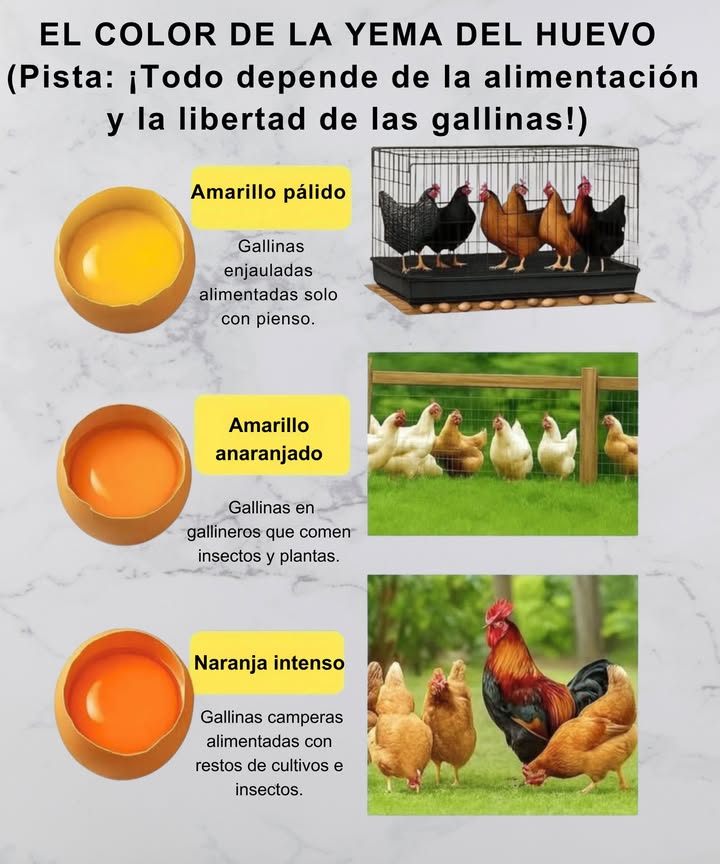 讀 Qué significa el color de la yema 
 Amarillo pálido: Gallinas enjauladas, alimento procesado = menos nutrientes.
 Amarillo anaranjado: Criadas en gallinero, dieta de plantas e insectos = yemas ricas en nutrientes.
 Naranja intenso: Gallinas libres, alimentación natural = alto en Omega-3 y vitaminas.  El estándar de oro en huevos!

El color de la yema refleja la salud y dieta de la gallina. Cuanto más naranja, más nutritivo el huevo! 
#GallinasFelices  #ColorDeLaYema