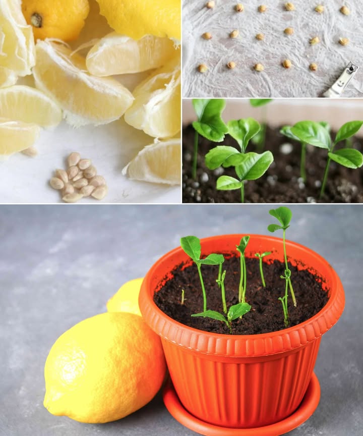 No tires las semillas de limón: cultiva tu propio limonero desde casa

Convertir una simple semilla en un árbol es más fácil de lo que imaginas. Solo necesitas paciencia, luz y este truco casero:

 Paso a paso para germinar:

Extrae 4-5 semillas de un limón orgánico

Colócalas en un vaso con agua tibia durante unas horas

Envuélvelas en papel absorbente húmedo

Guarda en una bolsa con cierre hermético

Déjalas en un lugar oscuro durante 10 días

 Tras la germinación:
 Planta las semillas en macetas con sustrato húmedo
 Coloca las macetas en un lugar soleado mínimo 8 h de luz
 Mantén la tierra siempre ligeramente húmeda
 Después de 20 días: primeros brotes
 A los 2 meses: trasplanta cada plántula a su propia maceta

華 Momento ideal: finales de invierno o comienzos de primavera
 Resultado: un limonero fuerte, aromático y cultivado con tus propias manos