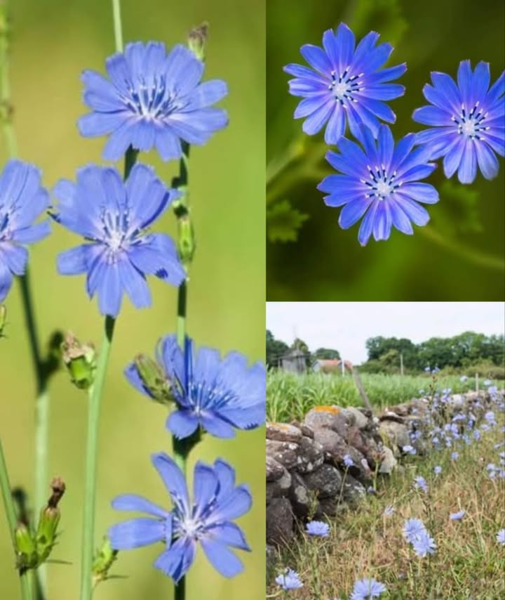 La achicoria, con sus vibrantes flores azules, adorna los caminos y campos silvestres como una joya natural del verano. Su presencia marca el inicio de la estación cálida, y siempre despierta una sonrisa al verla florecer.

Originaria de Europa, esta resistente planta se ha extendido por América del Norte y otras regiones del mundo, adaptándose con facilidad.

Las raíces de la achicoria se tuestan y se utilizan como sustituto del café sin cafeína. Sus hojas y brotes, ricos en nutrientes, se pueden cocinar, encurtir o añadir frescos a las ensaladas.

Una flor silvestre que no solo embellece el paisaje, sino que también ofrece múltiples usos en la cocina natural. Disfruta de su belleza y versatilidad en cada paseo veraniego.