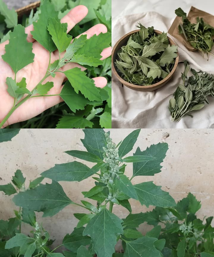 Cenizo o espinaca silvestre: el superalimento olvidado

El cenizo Chenopodium album, conocido también como pata de ganso o gallina gorda, es mucho más que una maleza. Su valor nutricional y medicinal lo convierten en una joya verde que merece un lugar en tu cocina.

 Beneficios para la salud

凌 Rico en vitaminas A, C, K y B  visión, defensas y energía.

領 Minerales clave  calcio, magnesio, potasio, hierro y zinc.

 Antioxidantes potentes  quercetina, kaempferol y carotenoides.

 Fibra dietética  mejora digestión y regula el azúcar en sangre.

 Proteínas y aminoácidos  ideal en dietas vegetarianas y veganas.

 Efecto detox  la clorofila apoya hígado y limpieza natural del cuerpo.

 Protege piel y visión  gracias a la vitamina A y carotenoides.

 Refuerzo inmunológico  la vitamina C acelera la recuperación.

 Antiinflamatorio natural  útil en artritis y molestias crónicas.

 Aliado del corazón  magnesio, potasio y omega-3 para la salud cardiovascular.

綾 Usos culinarios versátiles

En fresco  hojas tiernas en ensaladas, sabor suave y terroso.

En batidos/jugos  mezcladas con frutas para un extra nutritivo.

Salteado  con ajo y aceite, como espinaca silvestre.

Sopas y guisos  aporta espesor y nutrientes.

Pesto verde  sustituye la albahaca con cenizo para una versión nutritiva.

Quiches y frittatas  combina perfecto con huevos y queso.

 Conservación práctica

Congelado  escaldar hojas y guardar para todo el año.

Secado  triturar y añadir a sopas, guisos o batidos.

 Idea rápida: Sopa de cenizo con frijoles blancos

Sofríe cebolla, ajo, zanahoria y apio en aceite de oliva.

Añade cenizo picado y rehoga.

Vierte caldo de verduras, cocina 10 min.

Incorpora frijoles blancos, sazona y sirve caliente.

 El cenizo, humilde y abundante, es un superalimento silvestre lleno de bondades que transforma tu dieta con sabor, nutrición y salud.
