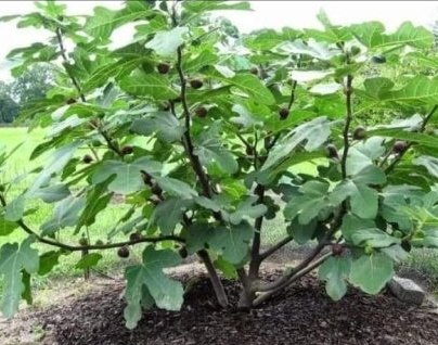 Para plantar una higuera en el jardín, elige un lugar al este de la muralla, dejando al menos un metro de distancia. Así, disfrutará de la sombra fresca por las noches.

La higuera ofrece frutos durante hasta 50 días seguidos. Si secas y almacenas bien los higos, tendrás alimento para todo el año.

La siembra de plántulas puede hacerse en cualquier época, aunque plantar los tallos en octubre o noviembre es ideal. Las raíces crecen antes que las hojas, y el periodo de enraizamiento suele durar de 2 a 4 meses.

Un árbol bendito, fácil de cuidar y generoso en frutos para tu jardín.