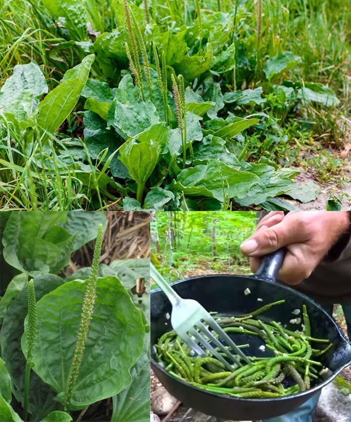 Llantén de hoja ancha Plantago major: humilde, común y poderoso 

Una planta que crece en grietas, céspedes y caminos, y que pasa desapercibida aunque guarda un potencial medicinal inmenso. Utilizada durante siglos como remedio natural, el llantén mayor es un verdadero botiquín verde bajo tus pies.

 30 beneficios impresionantes del llantén mayor:
 Extrae toxinas de heridas y picaduras 啕
 Alivia la hinchazón por picaduras de insectos 
 Detiene hemorragias pequeñas rápidamente
 Acelera la cicatrización de cortes y quemaduras
 Calma eczemas, erupciones y dermatitis
 Suaviza el dolor de garganta en infusión
 Favorece la salud intestinal y la digestión
 Reduce la inflamación interna
 Combate infecciones urinarias 
 Estimula la función del hígado y desintoxica
 Purifica la sangre y limpia la piel
 Alivia el estreñimiento gracias a su fibra
 Cura aftas y calma encías inflamadas
 Reduce la acidez y las úlceras gástricas
 Apoya en casos de hemorroides
 Tradicional remedio para tos crónica
 Ayuda a bajar la fiebre en resfriados
 Combate hongos en piel y uñas
 Refuerza el sistema inmune 
 Suave con la dermatitis del pañal 
 Mejora el tono y la cicatrización de la piel
 Alivia irritación por hiedra venenosa
 Cataplasma para dolores de cabeza
 Refuerza capilares y ayuda con varices
 Vapor para sinusitis y congestión nasal
 Promueve saciedad y ayuda a perder peso
 Reduce colesterol malo
 Limpia y protege los riñones
 Protege la piel del envejecimiento prematuro

 Usos caseros fáciles:
 Cataplasma de hojas frescas para heridas y picaduras
 Ungüento con aceite de oliva y cera de abejas para la piel
 Té de hojas frescas o secas para garganta e intestino
 Enjuague bucal natural para aftas y encías
 Inhalación de vapor para congestión y tos
 Extracto en vinagre como tónico o desinfectante
 Aceite infusionado para masajes y ungüentos
 Hojas tiernas en batidos o salteadas como verdura
 Polvo seco para cápsulas o mascarillas faciales

 El llantén mayor es una joya silvestre gratuita: cicatrizante, calmante y nutritiva. Una de las hierbas más completas y accesibles de la medicina natural.