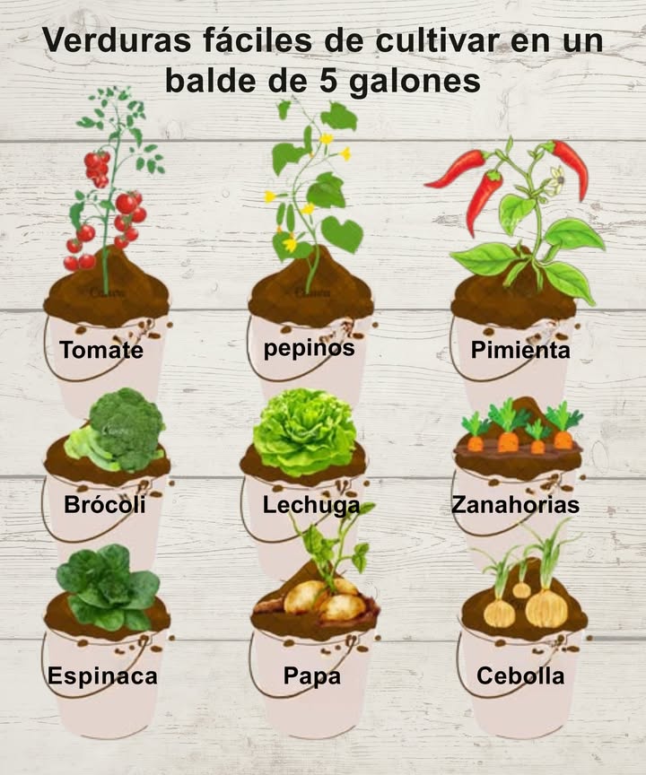 Cultivar vegetales en recipientes de plástico: práctico, eficiente y adaptable 凌

Una técnica perfecta para espacios pequeños, balcones o terrazas, que permite controlar el entorno de cultivo y maximizar la producción.

 Ventajas

Flexibilidad total en ubicación y tamaño

Ahorro de agua significativo

Control preciso del sustrato y riego

Menor exposición a plagas del suelo

Mayor rendimiento en espacios reducidos

 Desafíos

Necesita riego constante y eficiente

Riesgo de calentamiento excesivo del sustrato

Posibles deficiencias si no se fertiliza bien

Requiere un sustrato específico y bien drenado

塞 Hortalizas ideales para macetas de plástico

Tomate: Patio, Tiny Tim

Pimiento: Thai Hot, Birds Eye

Cebolla: Ebenezer, Redwing

Lechuga: Winter Red, Buttercrunch

Espinaca: Tyee, Space

Zanahoria: Parisienne, Thumbelina

Rúcula: Rocket, Wild Rocket

Cilantro: Santo, Dinner

 Consejos clave

Usa tierra suelta, rica en materia orgánica y bien drenada

Instala riego por goteo o riega con frecuencia

Protege del calor excesivo y vigila la humedad

Aporta fertilizante orgánico cada 2-3 semanas

Revisa hojas y tallos con regularidad para prevenir plagas

Ideal para quienes buscan cultivar su propio alimento de forma práctica y sostenible 綾