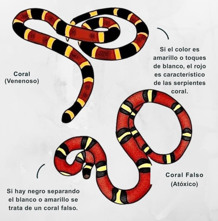Aprende a distinguir entre una auténtica serpiente de coral y una falsa inofensiva. Si el amarillo o blanco toca el rojo, es una serpiente de coral venenosa! Pero si hay negro que separa el blanco o el amarillo, estás ante una falsa coral, que no es peligrosa.  

Mantente seguro y conoce la diferencia!