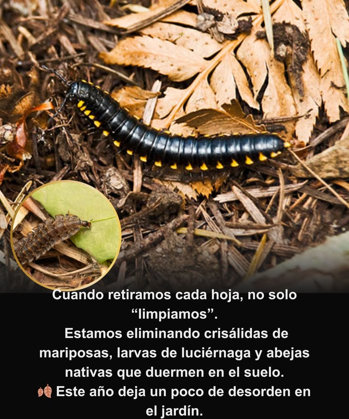 Deja un poco de desorden este año.
Por qué importa:
 Mariposas  muchas especies pasan el invierno como crisálidas en las hojas caídas 曆
 Luciérnagas  sus larvas viven bajo la hojarasca esperando brillar en primavera 
 Abejas nativas  miles anidan en el suelo bajo las hojas de otoño 
 Mariquitas  se agrupan e hibernan en los montones de hojas 
 Polillas y otros polinizadores  la hojarasca protege sus huevos y pupas 

 Un jardín limpio para nosotros puede ser un cementerio vacío para ellos.
 Deja reposar las hojas  la vida silvestre te lo agradecerá en primavera.