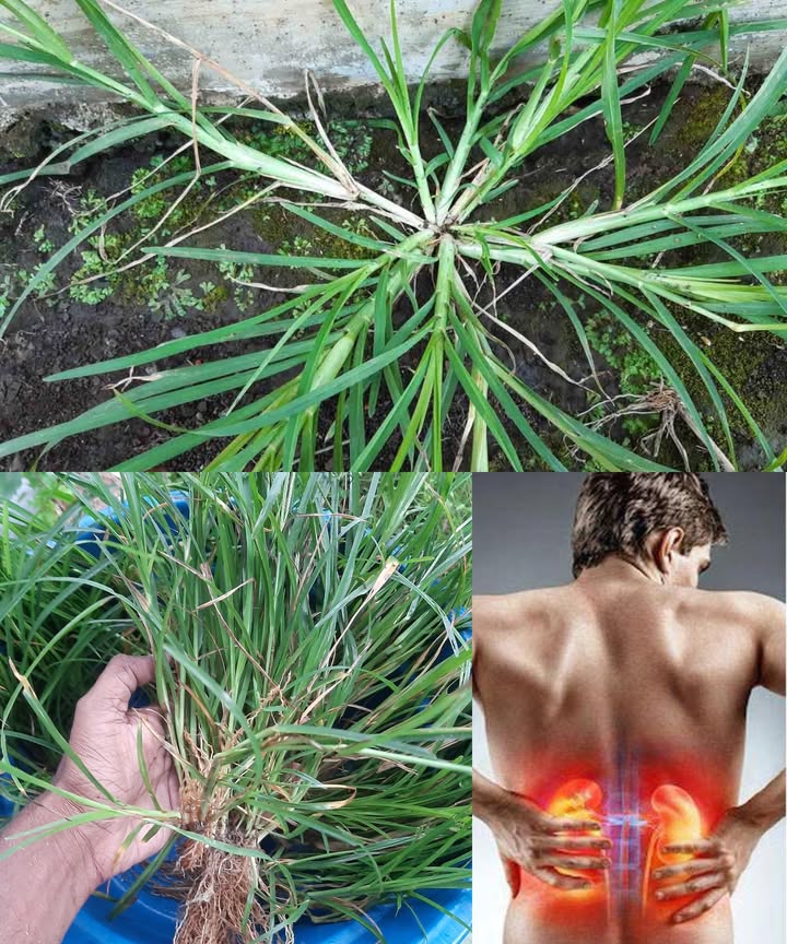 Hierba de Ganso: el poder oculto de una planta que muchos arrancan

La Eleusine indica, comúnmente llamada hierba de ganso, ha sido considerada una simple maleza. Sin embargo, esta planta discreta es un tesoro natural en medicina tradicional. Rica en nutrientes, antioxidantes y compuestos activos, se ha utilizado durante siglos como remedio natural para múltiples dolencias.

 30 beneficios asombrosos de la hierba de ganso

 Desintoxica el organismo gracias a su acción diurética natural.

 Reduce la inflamación y alivia molestias como artritis o dolores articulares.

 Antioxidante potente que protege las células del envejecimiento.

 Mejora la digestión y alivia gases e hinchazón.

 Combate infecciones por su acción antimicrobiana.

 Reduce la fiebre y alivia síntomas por exceso de calor corporal.

 Regula la presión arterial de forma natural.

 Alivia problemas respiratorios como asma o bronquitis.

啕 Favorece la cicatrización de heridas y raspones.

 Cuida el tracto urinario y previene infecciones y cálculos.

 Regula el azúcar en sangre y ayuda en casos de diabetes.

 Apoya la pérdida de peso al eliminar líquidos retenidos.

 Expulsa parásitos intestinales de forma natural.

 Mejora la salud de la piel, reduciendo irritaciones.

 Alivia dolores leves y molestias musculares.

 Estimula el crecimiento del cabello al aplicarla en el cuero cabelludo.

 Apoya el hígado y estimula la producción de bilis.

 Fortalece el sistema inmune con sus antioxidantes y antimicrobianos.

領 Favorece la salud ósea por su contenido mineral.

 Actúa como laxante suave, combatiendo el estreñimiento.

 Mejora la circulación sanguínea y la salud cardiovascular.

林 Reduce el colesterol malo LDL.

 Prevención del cáncer gracias a sus antioxidantes naturales.

 Calma los nervios y ayuda a reducir la ansiedad.

洛 Alivia dolores de cabeza en preparados tradicionales.

 Favorece el sueño profundo por su efecto relajante.

 Se usa en tratamientos tradicionales contra mordeduras de serpiente.

流 Disminuye la hinchazón cuando se aplica en lesiones.

例 Mejora la movilidad articular al reducir la inflamación.

 Protege la vista y previene el deterioro ocular.

 Usos caseros prácticos de la hierba de ganso

 Té depurativo: Hierve un puñado de hojas en  litro de agua por 10 min. Cuela y bebe hasta 2 veces al día.
 Pasta cicatrizante: Machaca hojas frescas y aplica sobre heridas o piel inflamada.
 Enjuague capilar: Remoja la planta en agua toda la noche y enjuaga el cuero cabelludo para fortalecer el cabello.
 Compresa calmante: Aplica la decocción templada sobre la piel irritada con un paño limpio.

 Precauciones importantes
No es recomendable para embarazadas, lactantes ni personas con enfermedades renales sin consulta médica. Asegúrate de recolectarla en zonas libres de contaminación.

 Una planta olvidada por muchos, pero valorada por generaciones. La hierba de ganso transforma lo que parecía una maleza en una farmacia natural al alcance de todos.