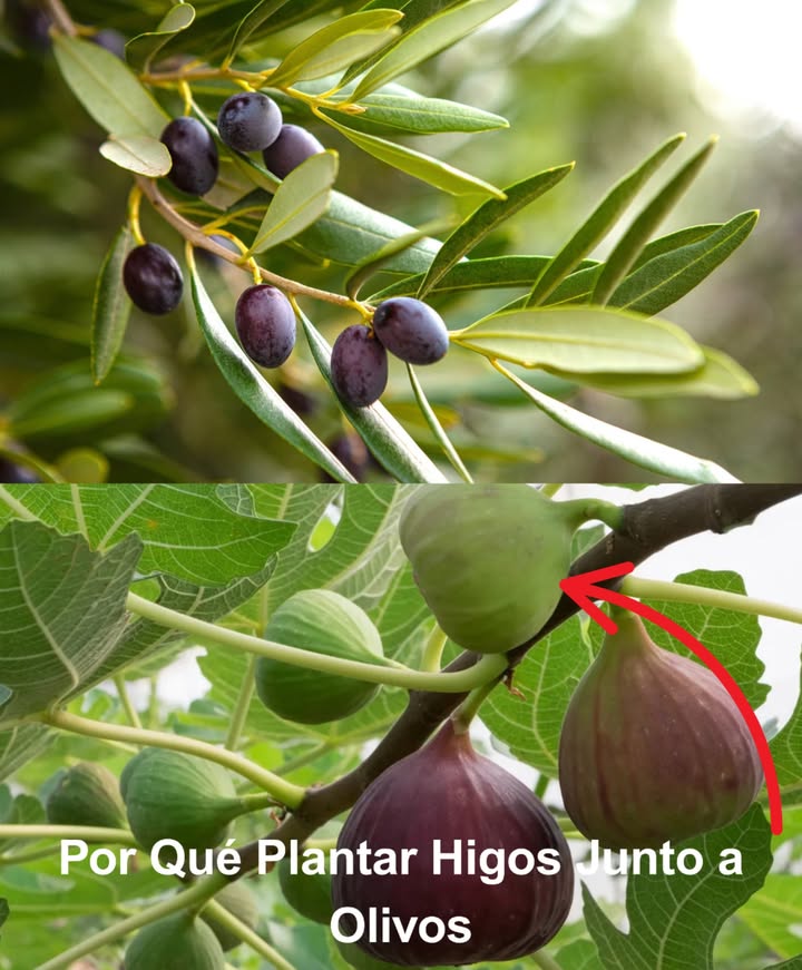 Por Qué Plantar Higos Junto a Olivos

 Antiguo truco agrícola: el higo protege la aceituna 

 La mosca del olivo, plaga temida, se siente atraída por el dulzor del higo.

 Al tocar la fruta, el insecto muere: el jugo del higo actúa como trampa natural.

 La tradición recomienda una higuera cada cuatro olivos para mantener la plaga bajo control.

 Sin químicos, sin pesticidas. Solo naturaleza pura cuidando la cosecha de forma orgánica y ancestral.