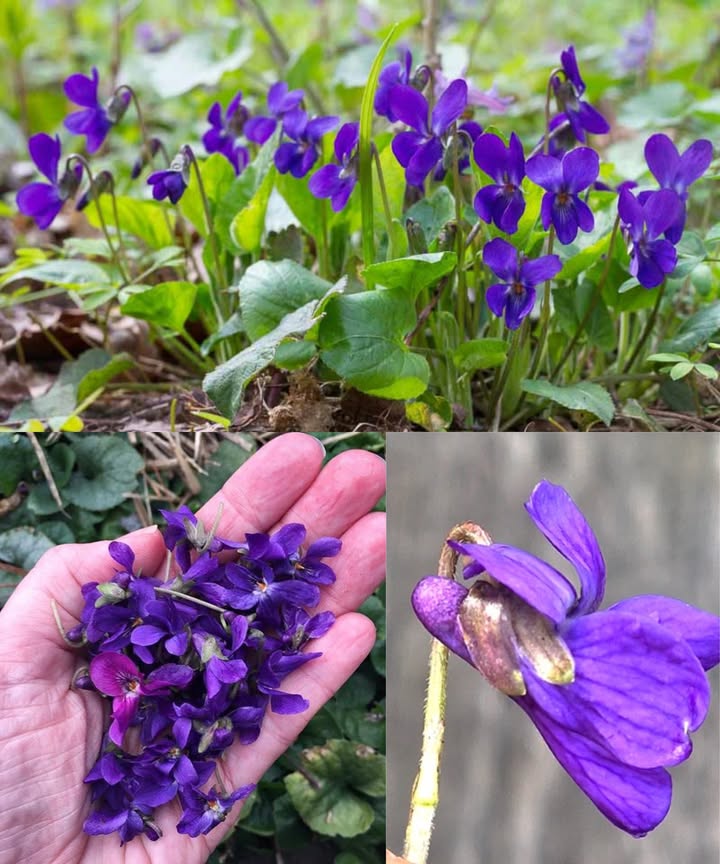 Violet Violeta fragante Viola odorata: 25 increíbles beneficios y cómo usarla

Pequeña pero poderosa, la fragante violeta seduce con su fragancia calmante y sus propiedades terapéuticas. Utilizado durante siglos en la medicina herbal, favorece la salud respiratoria, la piel, el sueño y mucho más.

 25 beneficios naturales de la violeta fragante

1 Supports Apoya la salud respiratoria: expectorante suave para resfriados y tos.
2 So Alivia el dolor de garganta y calma la irritación.
3 Rel Alivia la tos seca y persistente.
4 Fre Libera los senos nasales y reduce la congestión.
5 Helps Ayuda a bajar la fiebre de forma natural.
6 Stimulates Estimula el sistema linfático y la desintoxicación.
7 Reduces Reduce la inflamación y calma las articulaciones.
8 Rel Alivia el dolor leve y los dolores de cabeza.
9 Improves Mejora la salud de la piel, combate el acné y el eccema.
Acceler Acelera la cicatrización de heridas y cortes.
11 Cal Calma la picazón y las picaduras de insectos.
12 Promotes Promueve la buena circulación y apoya el corazón.
13 Helps Ayuda a la digestión y alivia el estreñimiento.
14 Protects Protege el revestimiento del estómago de las úlceras.
15 So Alivia la ansiedad y el estrés.
16 Improves Mejora el sueño y reduce el insomnio.
17 Strengthens Fortalece el sistema inmunológico gracias a las vitaminas A y C.
18 Supports Apoya la salud urinaria y limpia los riñones.
19 Rel Alivia los cólicos menstruales y la hinchazón.
20 Helps Ayuda al hígado a eliminar toxinas.
21 Stimulates Estimula el crecimiento y la fuerza del cabello.
22 Protects Protege la salud bucal y refresca el aliento.
23 Acts Actúa como un afrodisíaco suave y relajante.
24 Reduces Reduce los moretones y la hinchazón.
25 Could Podría contribuir a la prevención de ciertos cánceres.

How Cómo usarlo

Tea Té violeta – 1-2 cucharaditas de flores secas en una taza de agua caliente, 10 minutos de infusión.
Ideal para la respiración, la digestión y la relajación.

syrup Jarabe de violeta: Flores hervidas en agua, filtradas y luego mezcladas con miel.
Perfecto para la tos y el dolor de garganta.

Inf Aceite infundido: Flores en aceite de oliva o de coco, infundidas durante 2 semanas.
Para la piel, moretones y cabello.

Poul Cataplasma fresca: Hojas trituradas en una pasta y aplicadas sobre la piel.
Alivia picaduras, heridas e hinchazón.

Bath Baño floral: Un puñado de flores en el agua caliente del baño.
Relajación profunda y músculos calmados.

tea Té fuerte enfriado para hacer gárgaras que se usa como enjuague bucal.
Para encías sanas y aliento fresco.

Violet Miel violeta: Flores frescas cubiertas con miel cruda, descanse durante 2 semanas.
Apoyo inmunológico y calmante de la garganta.

  A tener en cuenta
Siempre consulte a un profesional de la salud antes de usarlo si está embarazada, amamantando o tomando algún tratamiento.

A Una flor delicada, un inmenso poder.
La fragante violeta es una joya de la naturaleza: suave, calmante y regeneradora, perfecta para enriquecer su rutina de bienestar natural.
