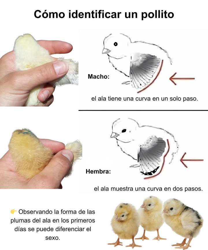 Cómo identificar pollitos por las plumas de las alas
Simple  Natural  Fácil para principiantes

Pollitos machos
 Las plumas del ala forman una curva uniforme
 Más fácil de reconocer en los primeros días tras la eclosión

Pollitas hembras
 Las plumas del ala muestran dos niveles escalonados
 Plumas ligeramente más largas que las de los machos

 Consejo útil: Revisa dentro de la primera semana para mayor precisión; después, el crecimiento de las plumas resulta menos fiable.

 Criar gallinas comienza con conocer a tu parvada desde el primer día.