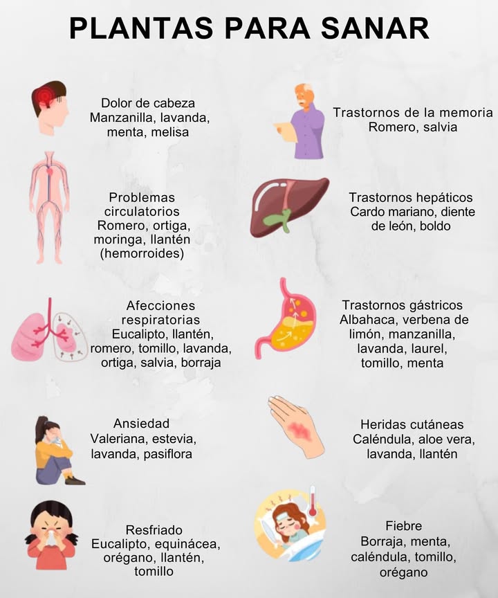 PLANTAS PARA SANAR

易 Dolor de cabeza
Manzanilla, lavanda, menta, melisa

陸 Trastornos de la memoria
Romero, salvia

變 Problemas circulatorios
Romero, ortiga, moringa, llantén hemorroides

溺 Trastornos hepáticos
Cardo mariano, diente de león, boldo

 Afecciones respiratorias
Eucalipto, llantén, romero, tomillo, lavanda, ortiga, salvia, borraja

裂 Trastornos gástricos
Albahaca, verbena de limón, manzanilla, lavanda, laurel, tomillo, menta

 Ansiedad
Valeriana, estevia, lavanda, pasiflora

啕 Heridas cutáneas
Caléndula, aloe vera, lavanda, llantén

蠟 Resfriado
Eucalipto, equinácea, orégano, llantén, tomillo

 Fiebre
Borraja, menta, caléndula, tomillo, orégano