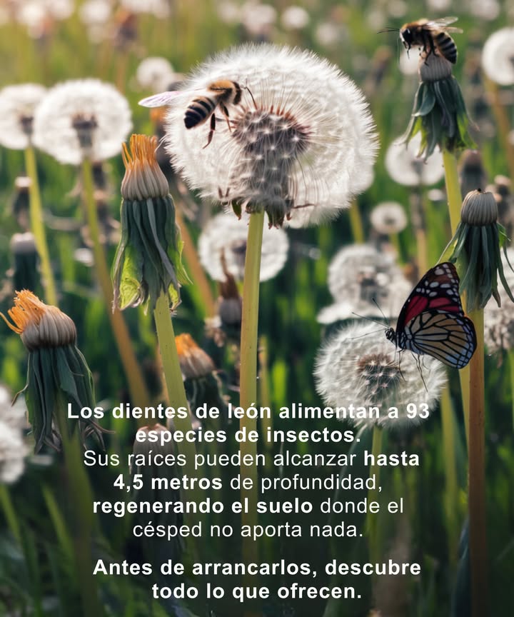 Los diente de león están lejos de ser malas hierbas inútiles.
Sostienen a más de 90 especies de insectos, incluidas abejas y mariposas.
Sus raíces principales pueden alcanzar hasta 4,5 metros de profundidad, aireando el suelo compacto y llevando los nutrientes a la superficie.

Incluso sus hojas son comestibles y ricas en vitaminas.
Los céspedes impecables pueden parecer ordenados,
pero no aportan nada a la biodiversidad.
Antes de arrancar un diente de león,
recuerda: trabaja en silencio por tu suelo y tus polinizadores.