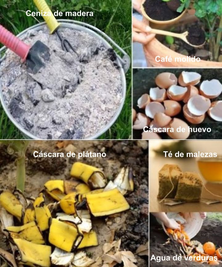 13 fertilizantes caseros que transforman tus plantas

 Cáscara de plátano
Aporta potasio enterrada o en infusión.

 Café molido
Perfecto para hortensias, azaleas y suelos ácidos.

讀 Cáscara de huevo
Molida y esparcida, refuerza con calcio.

蓼 Sal de Epsom
Disuelta en agua, entrega magnesio esencial.

 Melaza
Diluida, alimenta la vida microbiana del suelo.

 Agua de acuario
Un riego nutritivo lleno de minerales naturales.

 Ceniza de madera
Fuente de potasio y calcio al espolvorearla.

 Gelatina
Disuelta en agua, estimula el crecimiento foliar.

拏 Leche
Mezclada con agua, enriquece con calcio y proteínas.

 Algas marinas
Picadas o en compost, aportan minerales y hormonas de crecimiento.

凌 Agua de verduras
El caldo de cocción es un abono líquido nutritivo.

 Té de malezas
Infusión rica en minerales para fertilizar naturalmente.

離 Combinaciones creativas
Aprovecha lo que tienes en casa y dale vida extra a tus plantas.

 Tu cocina es un arsenal de fertilizantes naturales, sencillos y poderosos.
