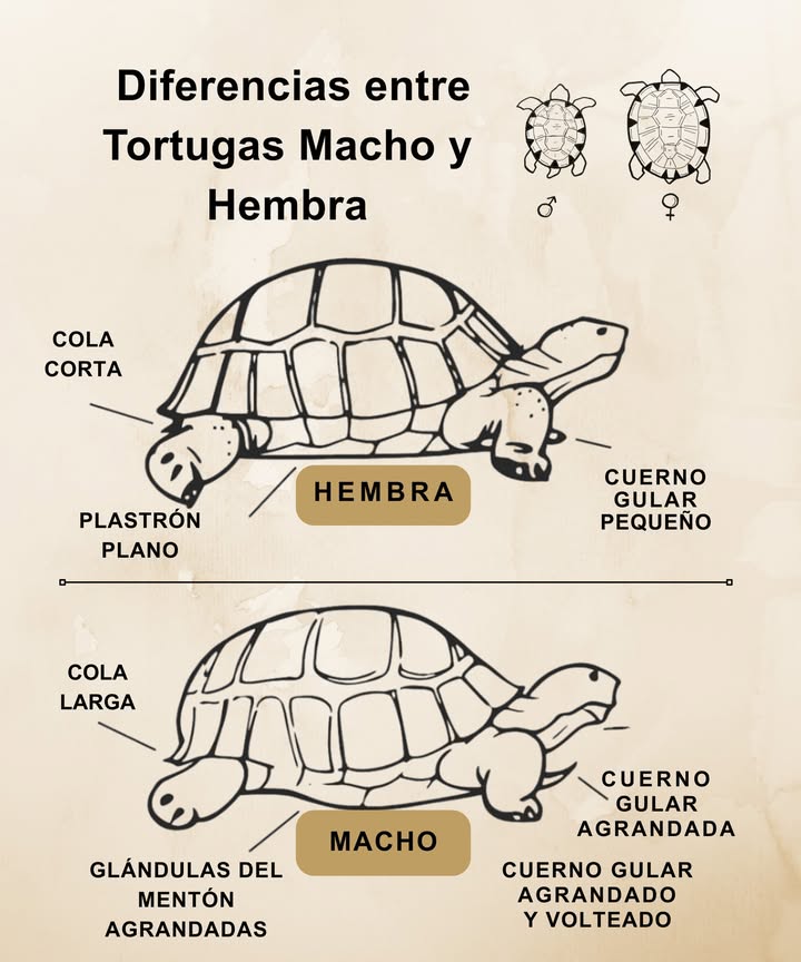 Diferencias entre Tortugas Macho y Hembra

Las tortugas presentan características físicas que permiten identificar su sexo. Las hembras tienen colas cortas, plastrones planos y cuernos gulares pequeños, lo que les facilita la postura de huevos y su movilidad en el nido.

Por otro lado, los machos cuentan con colas largas, plastrones cóncavos que favorecen la reproducción, glándulas mentonianas más desarrolladas y cuernos gulares más grandes y curvados. Estas adaptaciones están relacionadas con su comportamiento en cuanto a territorialidad y reproducción.

Conocer estas diferencias es fundamental para garantizar un cuidado adecuado, un manejo responsable y la conservación de estas especies.

#Tortugas #DiferenciasSexuales