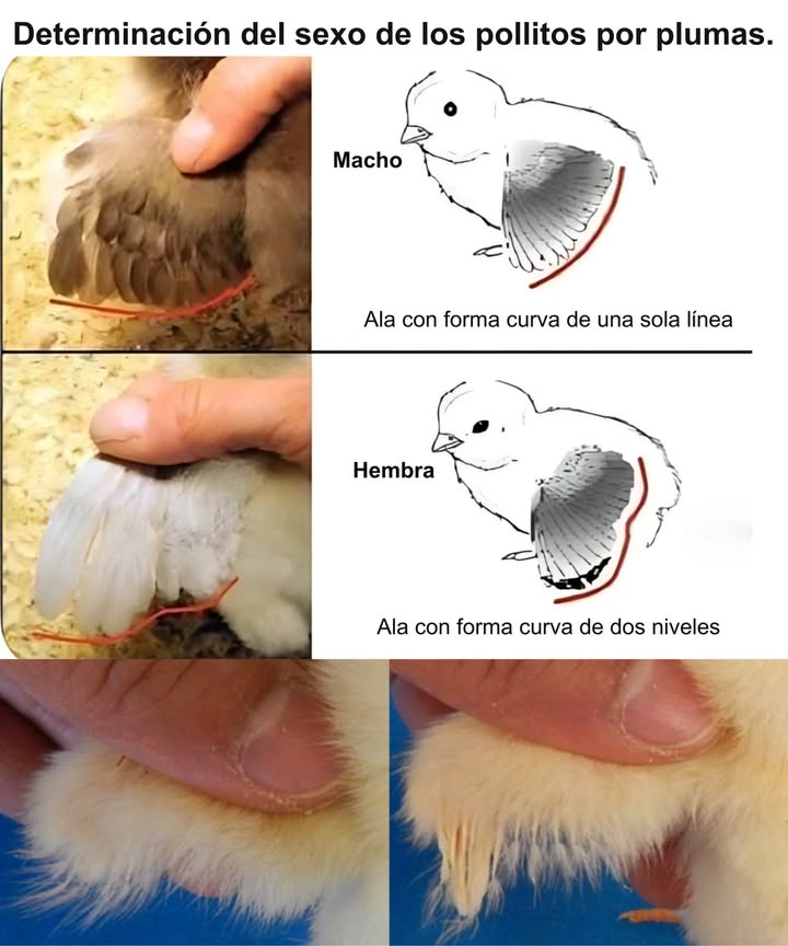 Determinación del sexo de los pollitos por plumas.

Método natural, rápido y sin estrés para reconocer el sexo desde los primeros días:

 Pollitas  las plumas primarias crecen más rápido que las coberteras
 Pollitos  plumas primarias y coberteras del mismo largo
 Curvatura  las hembras presentan dos niveles, los machos una curva única
 Mayor eficacia en razas de pluma rápida
 Aplicación ideal durante los primeros días tras la eclosión
 Práctico y confiable para criadores y corrales domésticos