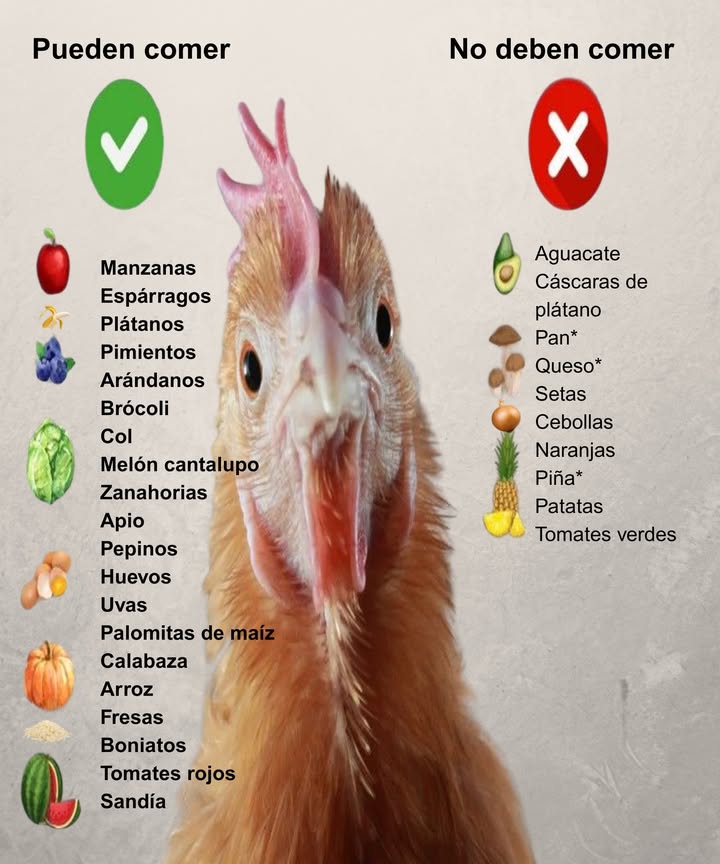 Qué pueden comer las gallinas y qué evitar

 Seguro:
 Manzana, plátano, brócoli, bayas, calabaza, pepino, huevo, tomate rojo  nutritivos y fáciles de digerir.

 Evitar:
 Aguacate  contiene persina, tóxica para las aves.
 Tomate verde  la solanina puede causar enfermedades.
 Cebolla  daña los glóbulos rojos.
 Patata cruda  contiene glicoalcaloides nocivos.
 Queso y pan  exceso de sal, grasa o procesados.
 Setas  algunas son tóxicas.
 Cítricos como la naranja  pueden afectar la absorción de calcio.

 Pan o queso: solo en pequeñas cantidades, no como premio diario.

Alimenta con cuidado y mantén a tus gallinas felices.