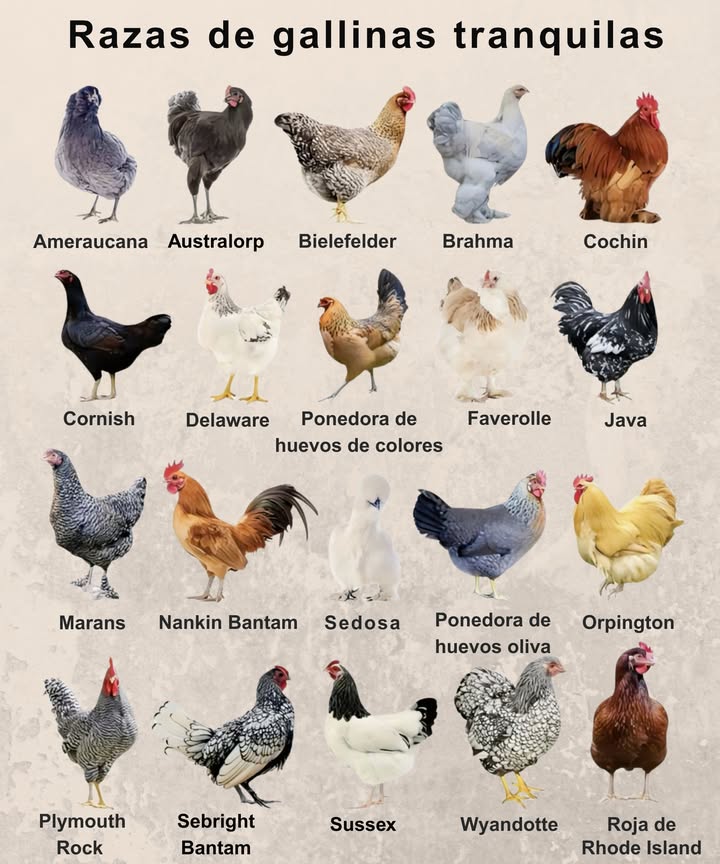 Razas de gallinas tranquilas ideales para tu corral 襁

 Ameraucana  Huevos azulados y temperamento calmado
 Australorp  Ponedoras excepcionales y dóciles
 Bielefelder  Gran tamaño y carácter amigable
 Brahma  Gigantes gentiles y sociables
 Cochin  Plumaje esponjoso y comportamiento sereno
 Cornish  Robusta y tranquila, ideal para carne
 Delaware  Rústica, sociable y buena ponedora
 Ponedora de huevos de colores  Diversión en cada puesta
 Faverolle  Dulces, tranquilas y muy adaptables
 Java  Ancestral, resistente y de trato fácil
 Marans  Huevos oscuros y naturaleza reservada
 Nankin Bantam  Pequeñas y calmadas, perfectas para niños
 Sedosa  Suaves al tacto y muy mansas
 Ponedora de huevos oliva  Únicas por su color y docilidad
 Orpington  Abundante plumaje y personalidad afectuosa
 Plymouth Rock  Equilibrada y muy sociable
 Sebright Bantam  Elegancia miniatura y buena compañía
 Sussex  Versátiles, tranquilas y confiables
 Wyandotte  Resistentes, ponedoras y serenas
 Roja de Rhode Island  Clásica, productiva y amistosa

 Ideal para jardines familiares, gallineros urbanos o vida autosuficiente.