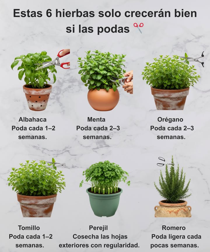 Poda estas 6 hierbas para un crecimiento vigoroso! 

1 Albahaca: Cada 12 semanas mejora el sabor.
2 Menta: Cada 23 semanas para más intensidad.
3 Orégano: Cada 23 semanas para mayor densidad.
4 Tomillo: Cada 46 semanas después de la floración.
5 Perejil: Cosecha las hojas exteriores con regularidad.
6 Romero: Poda ligera cada pocas semanas.